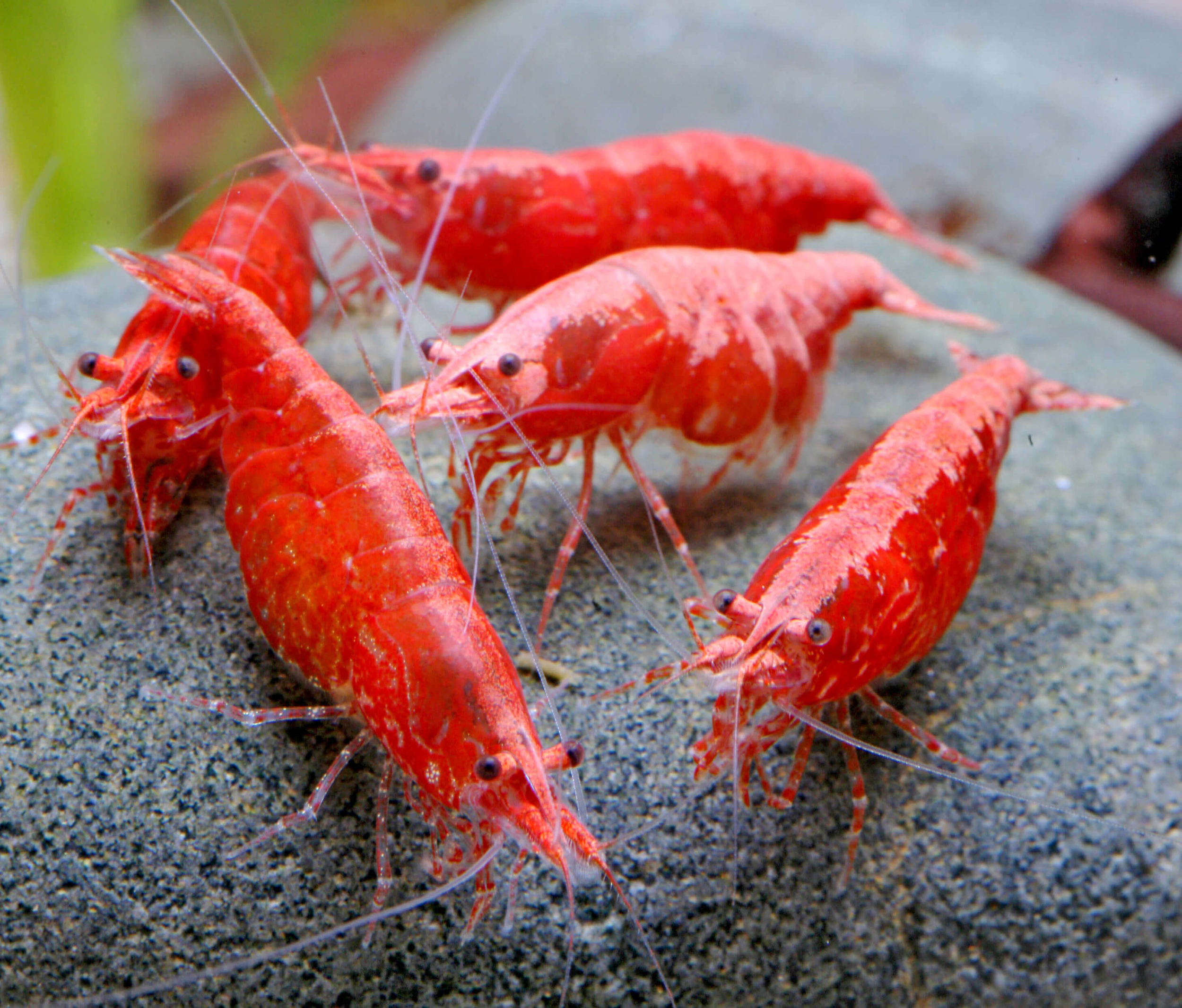 Red Sakura Shrimp (Neocaridina davidi)